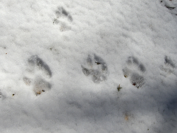 Impronte branco di lupi